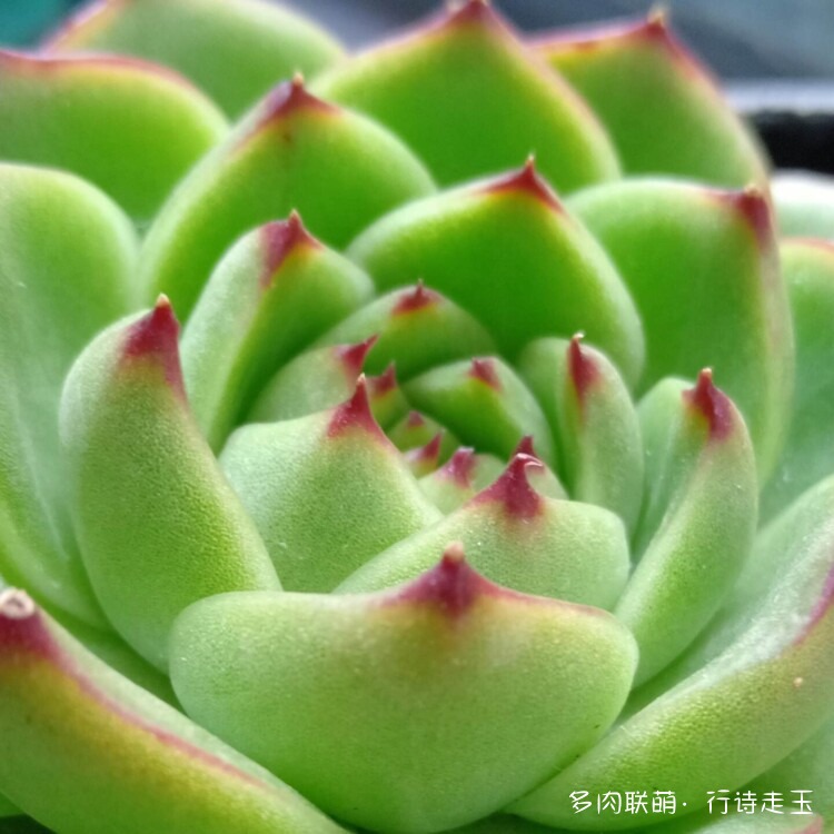 多肉与生活