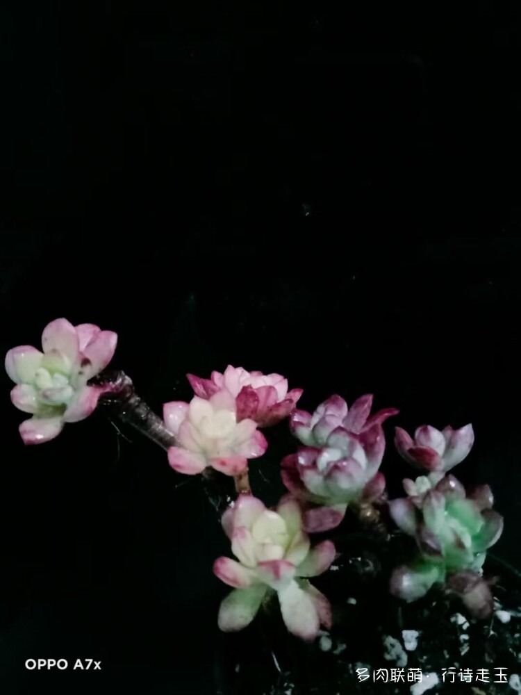 多肉与生活