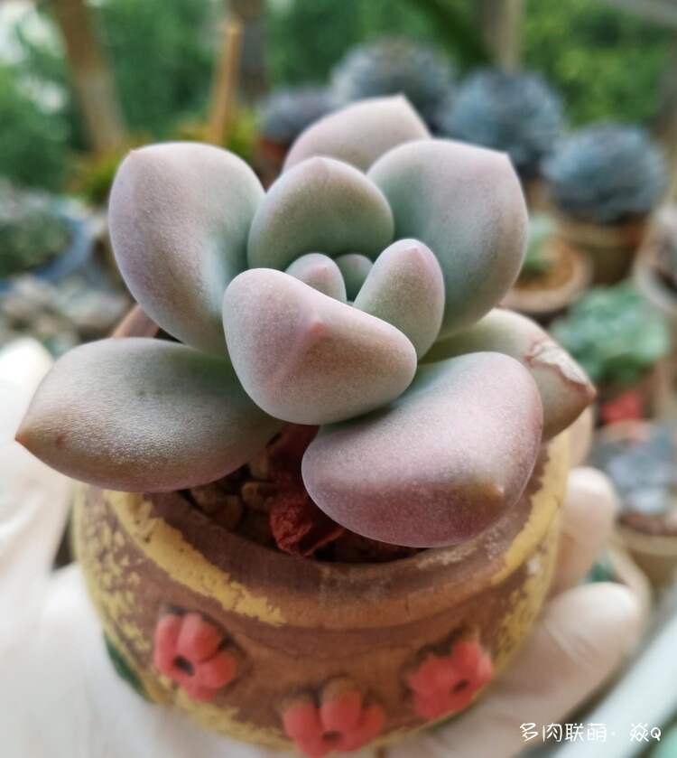 各种种多肉的盆