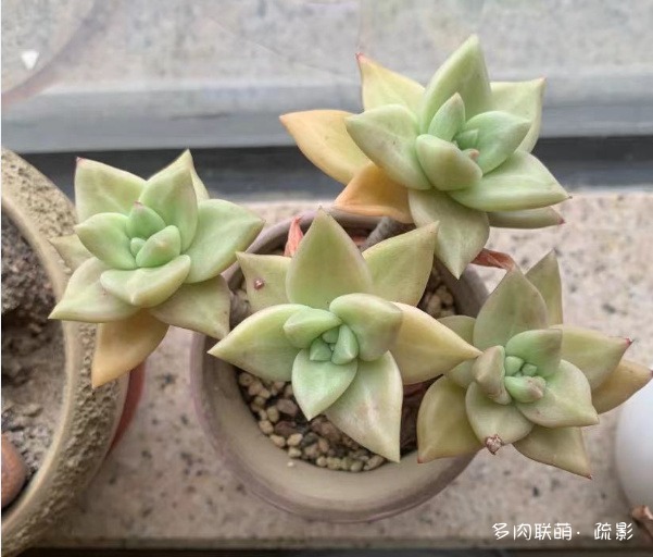 黄金表丽娜