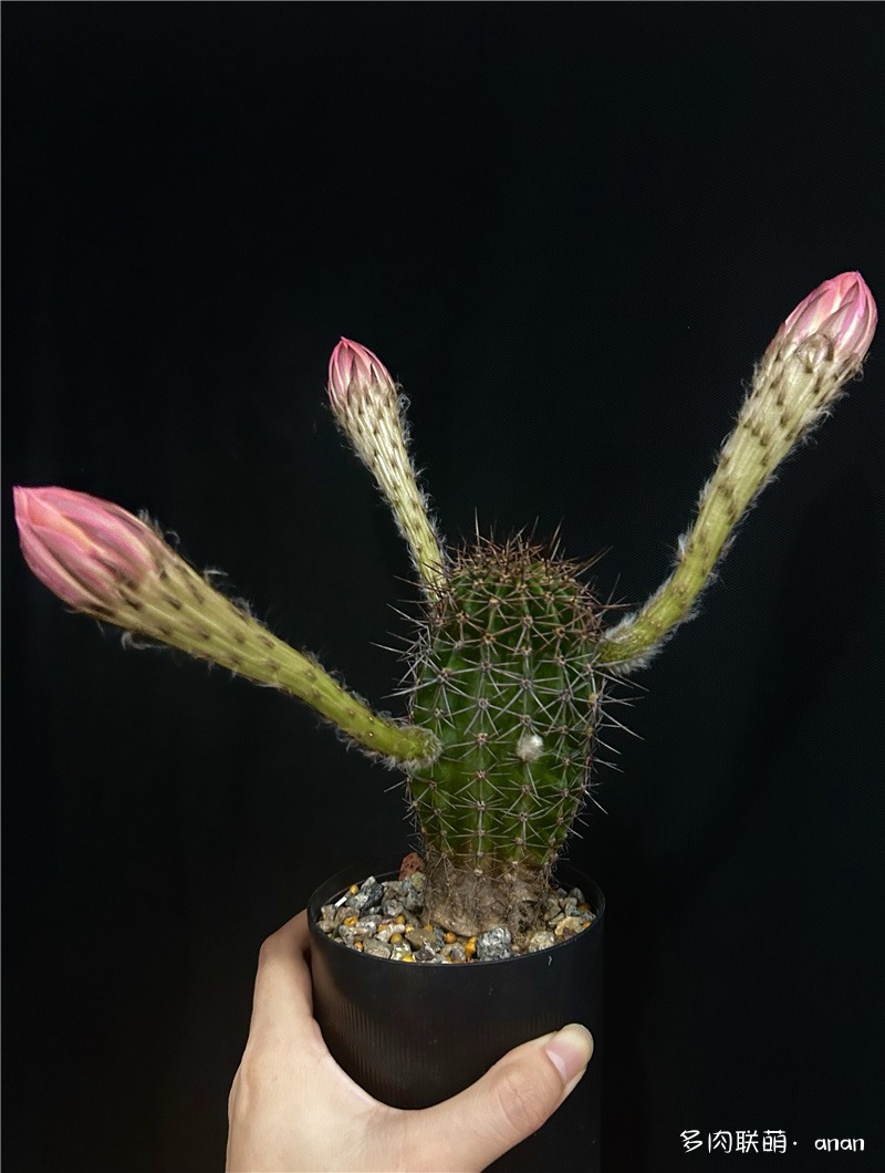 仙人花花