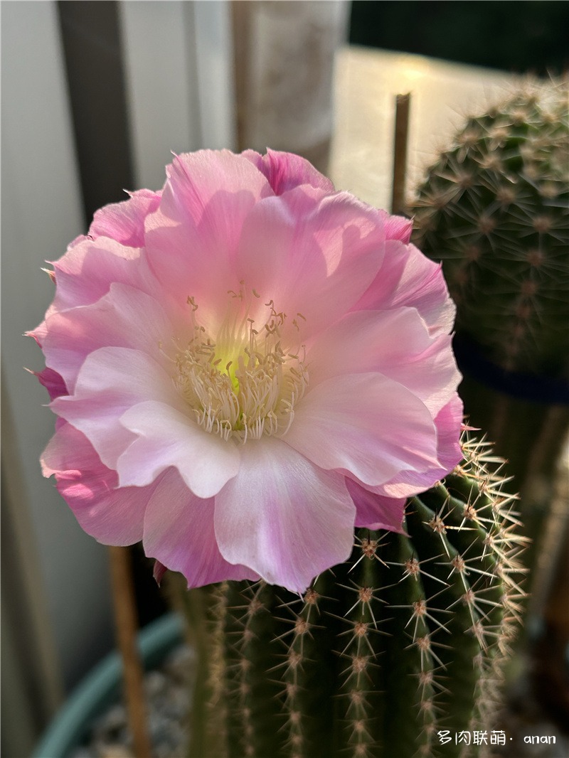 仙人花花
