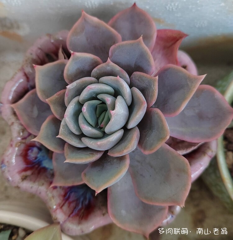 仙去的多肉