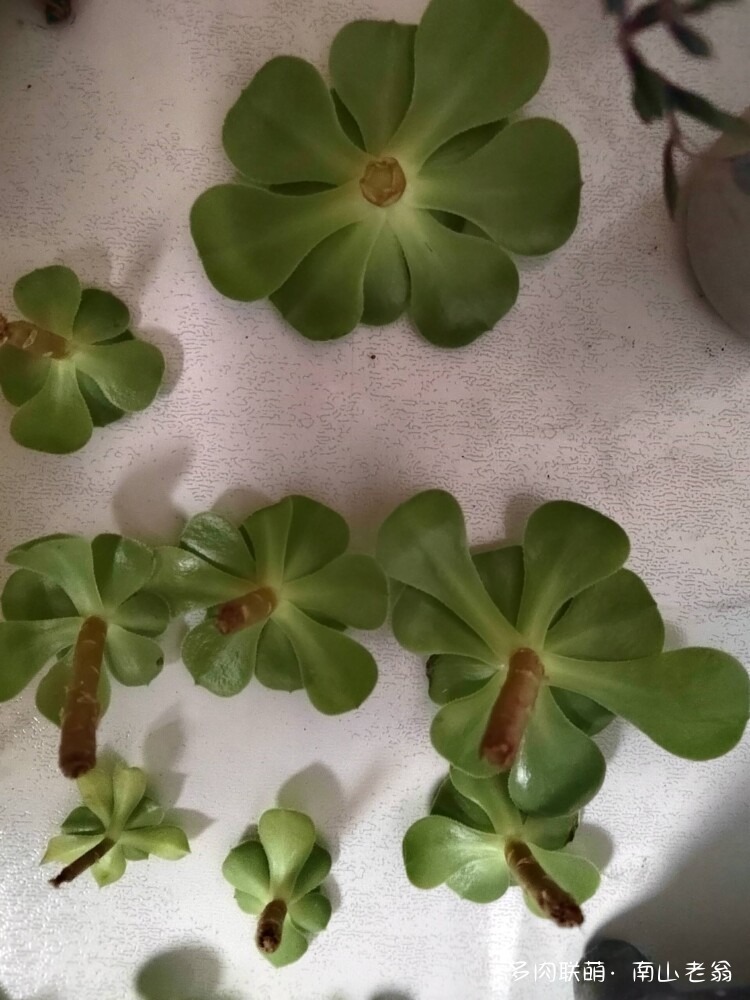 绿羊绒