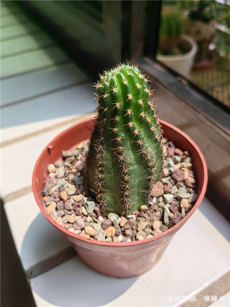 小头爸爸造型