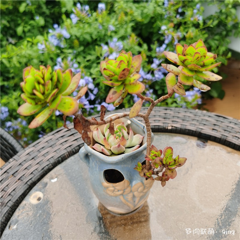 云南夏天露养的多肉