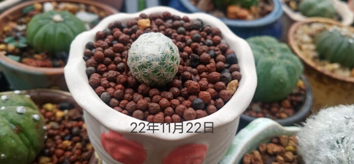 “多肉的成长记录”