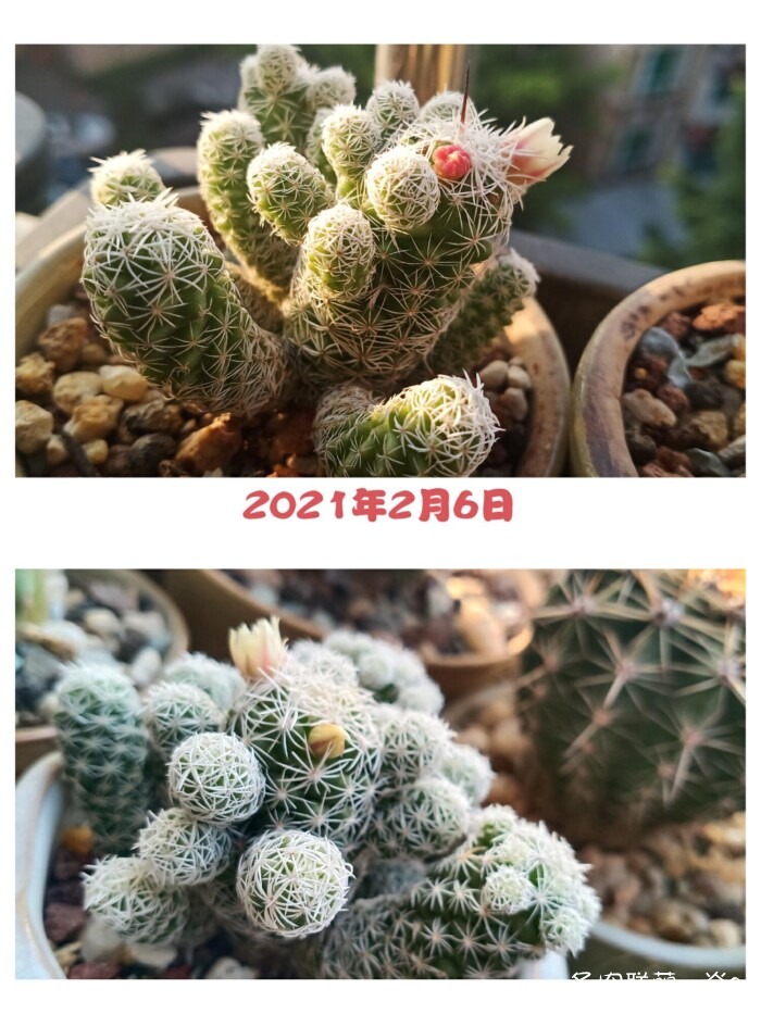 “多肉的成长记录”