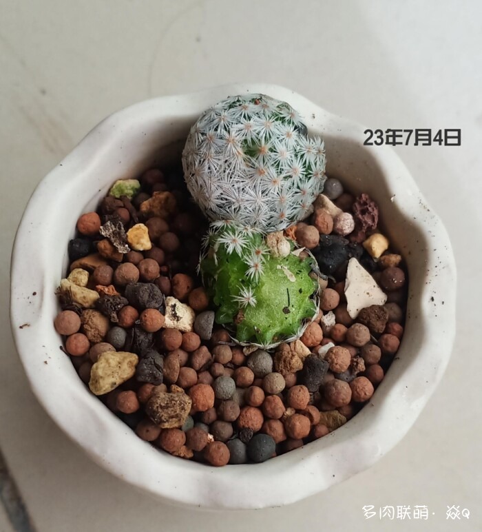 “多肉的成长记录”