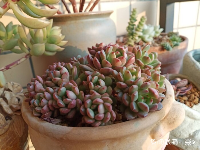 各种花盆各种多肉