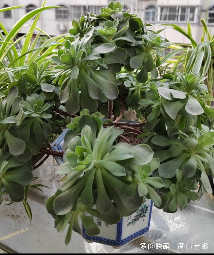 秋天刚到的多肉