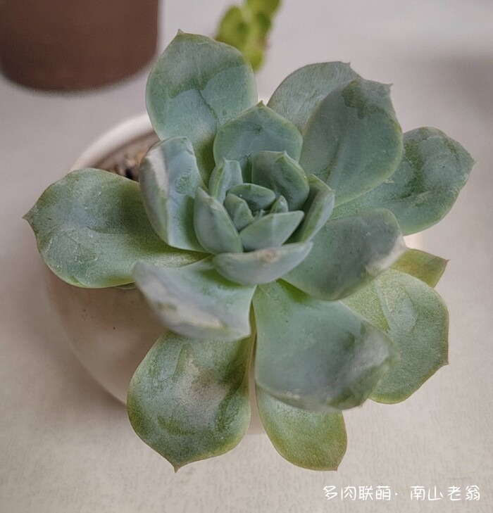 秋天刚到的多肉