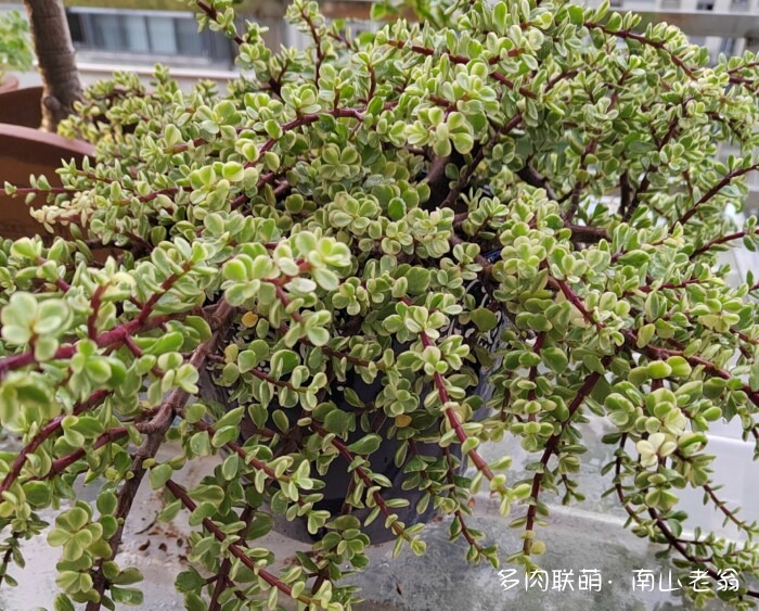 秋天刚到的多肉