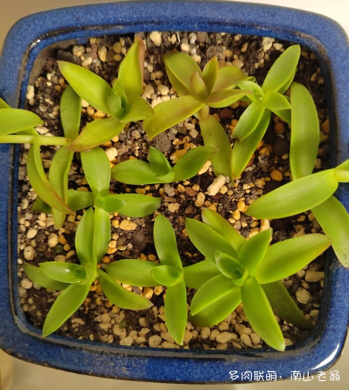 秋天刚到的多肉