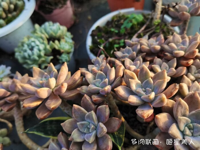 秋天变美的多肉