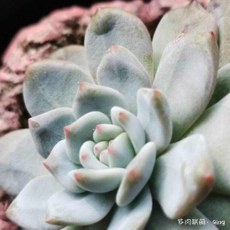 秋天与多肉