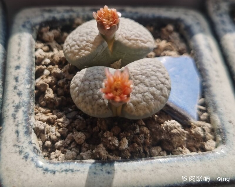 秋天与多肉