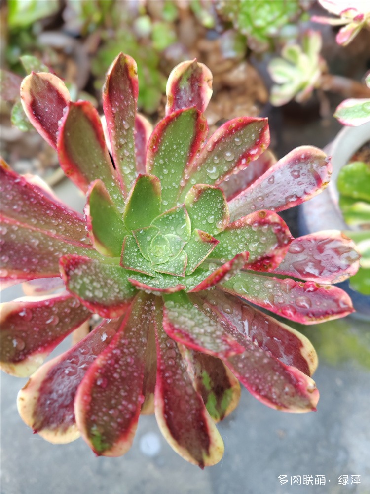 莲花掌属
