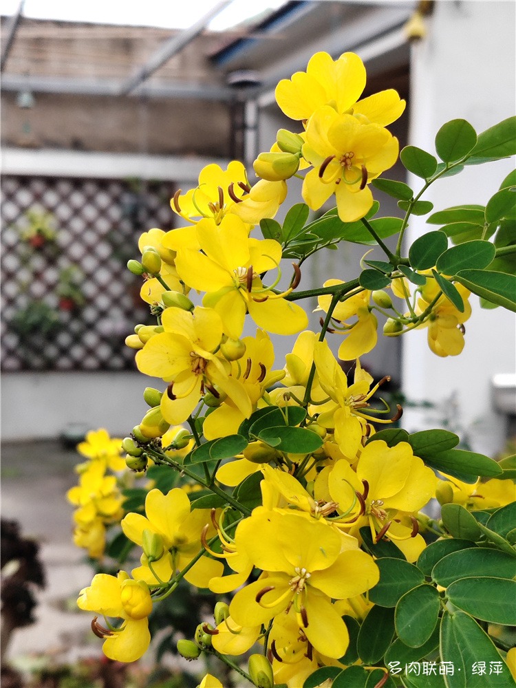 黄金梅