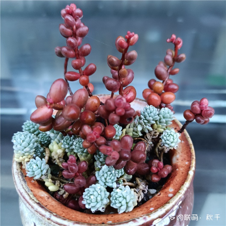 珊瑚珠