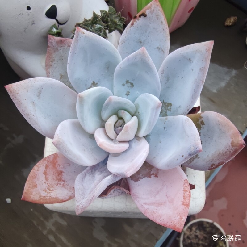 嫦娥