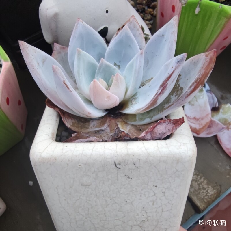 嫦娥