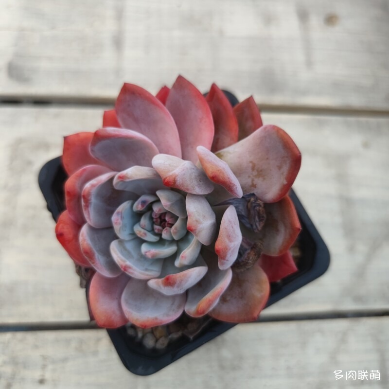 芙蓉雪莲