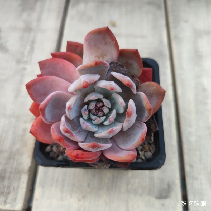 芙蓉雪莲