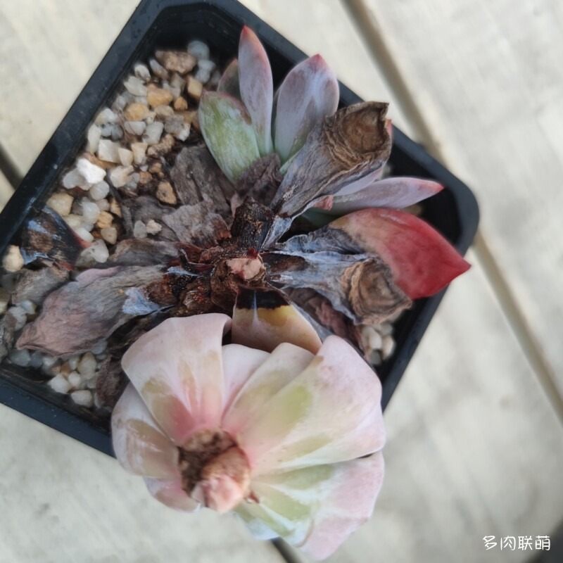 芙蓉雪莲