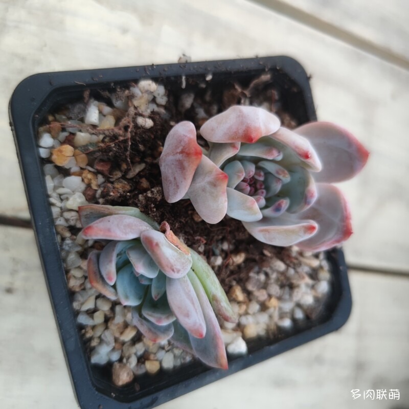 芙蓉雪莲