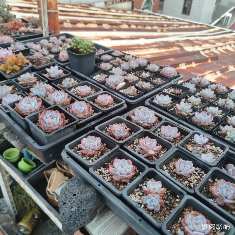 芙蓉雪莲