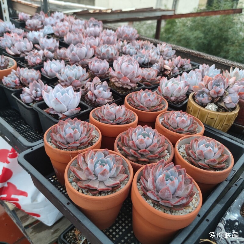 红陶盆里的多肉