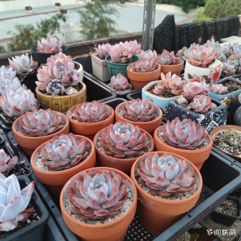 红陶盆里的多肉
