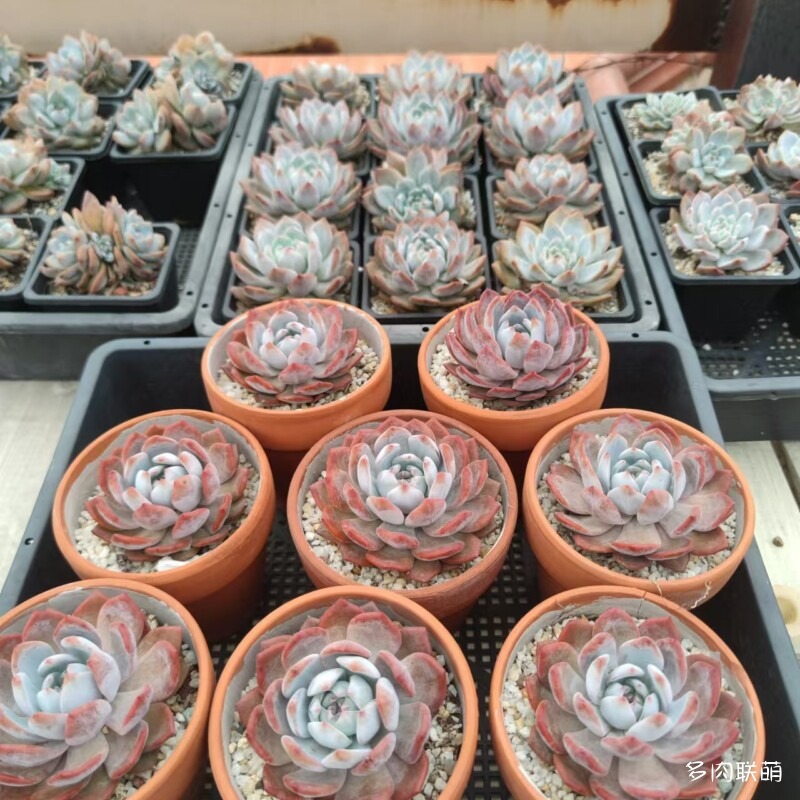 红陶盆和黑方里的橙梦露一年对比