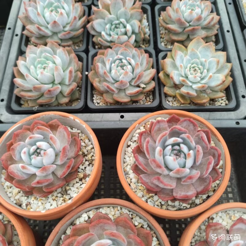 红陶盆和黑方里的橙梦露一年对比