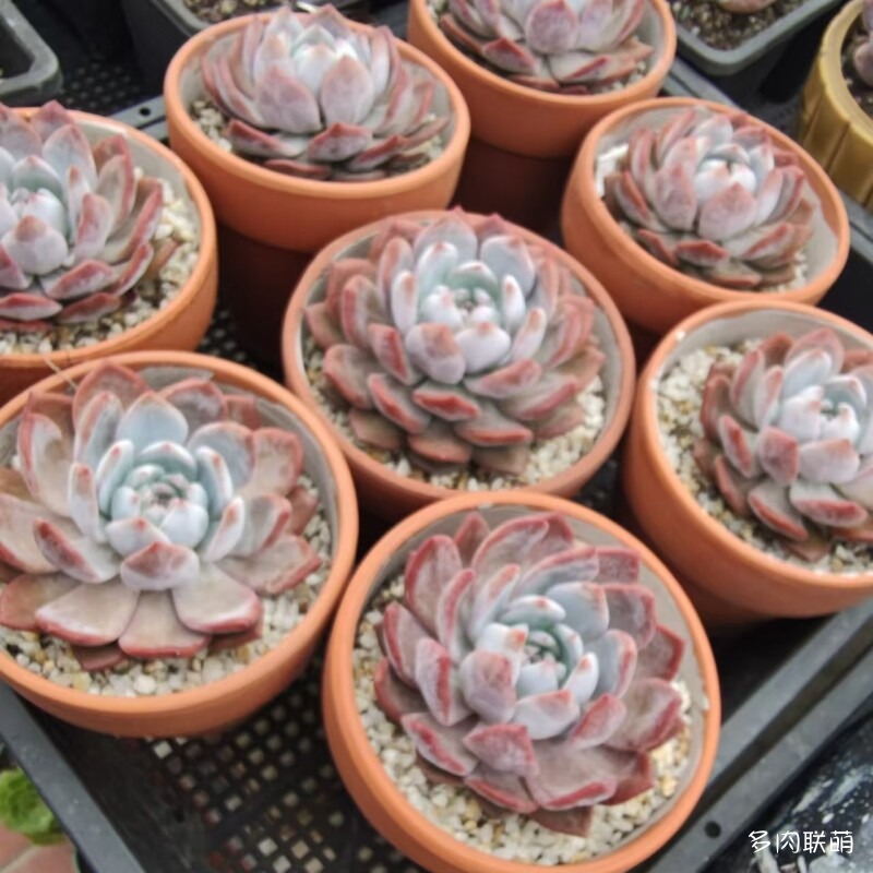 红陶盆里的橙梦露