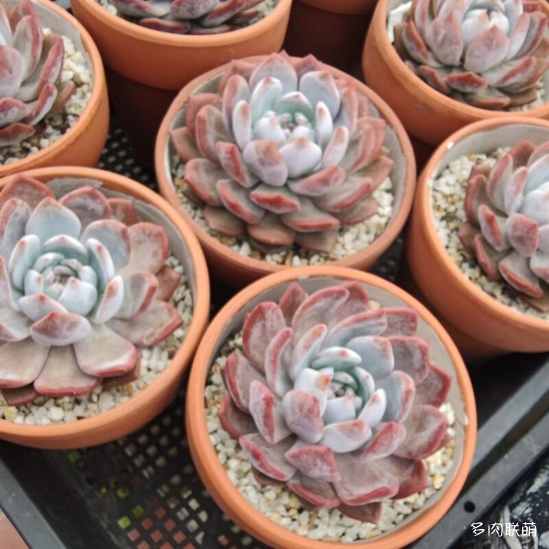 红陶盆里的橙梦露