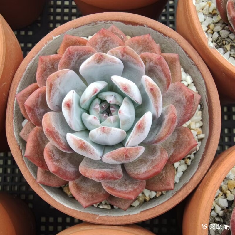 红陶盆里的橙梦露