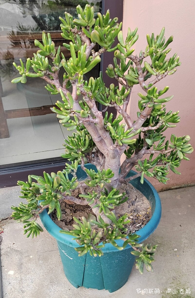 这个季节值得记录多肉的美