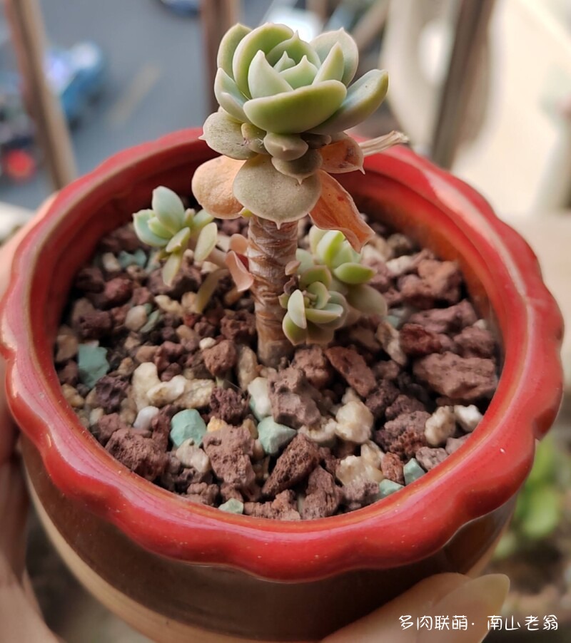 这个季节值得记录多肉的美