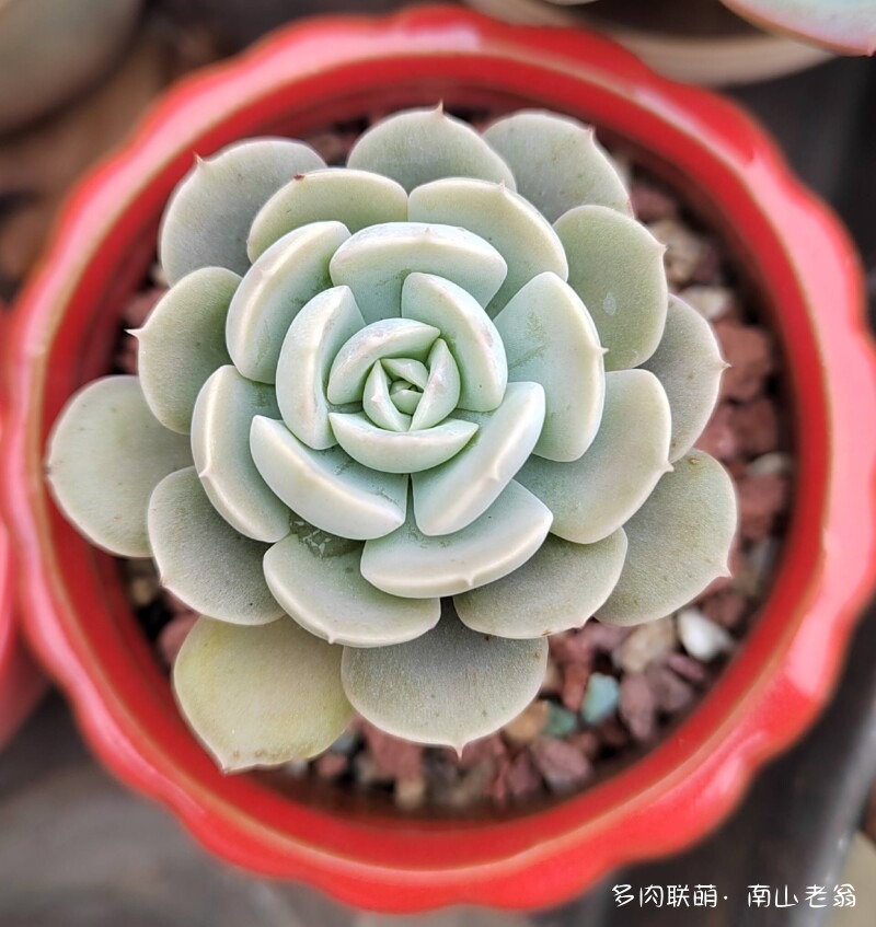 这个季节值得记录多肉的美