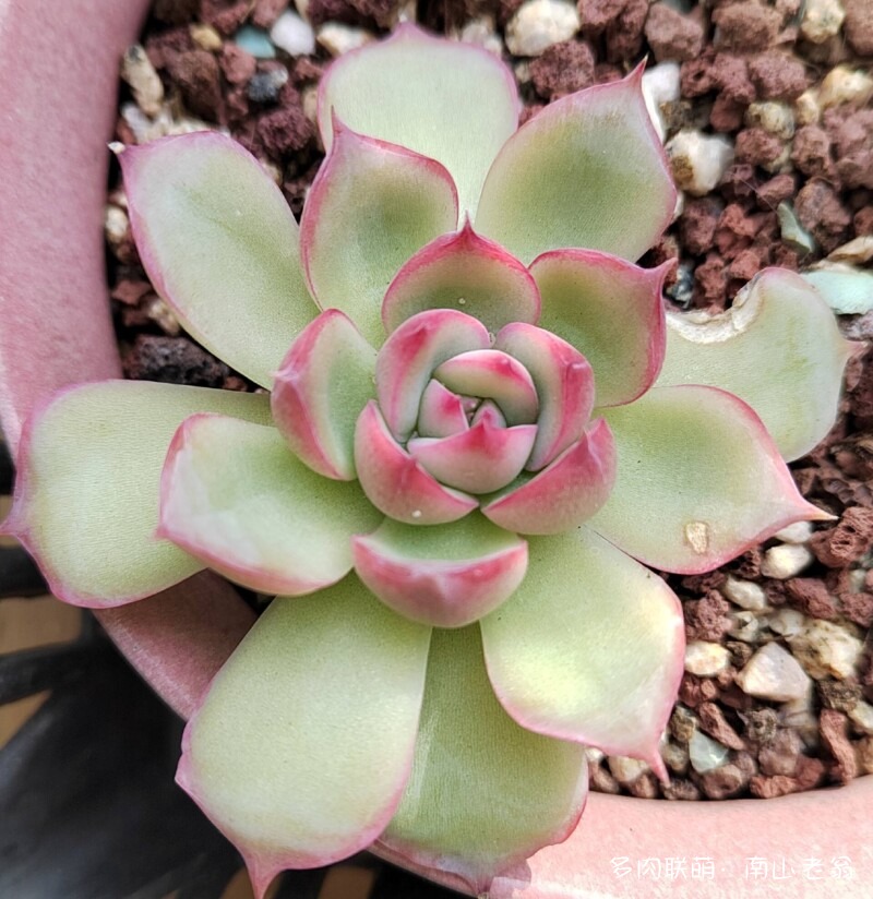 这个季节值得记录多肉的美