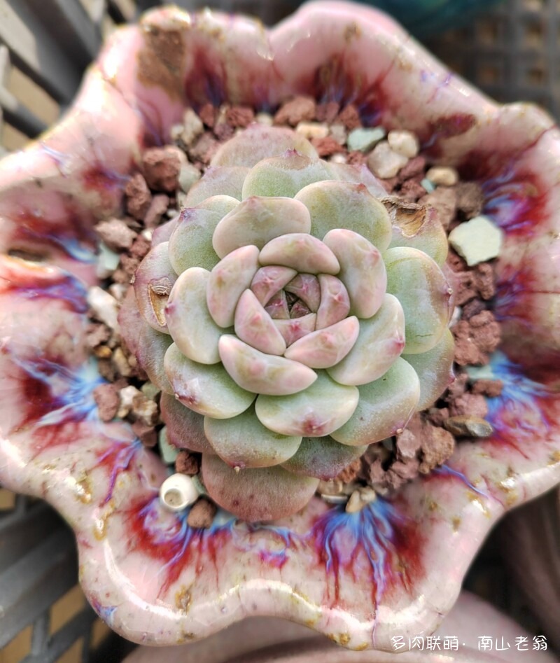 这个季节值得记录多肉的美