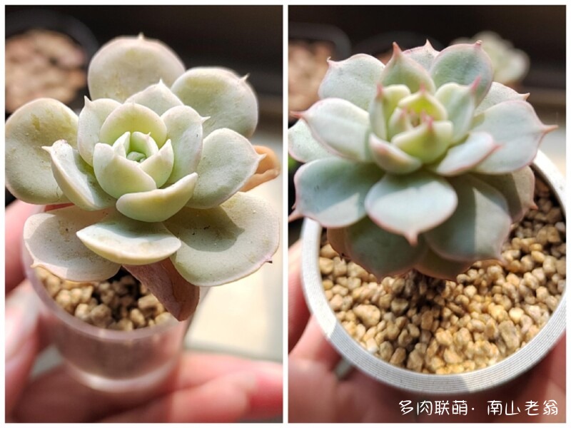 这个季节值得记录多肉的美