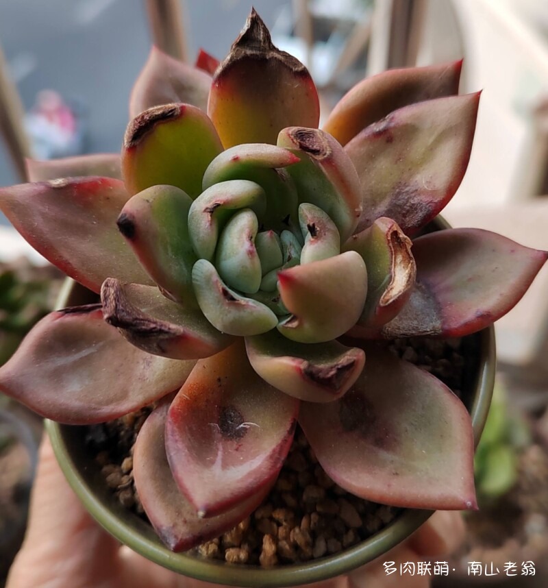 这个季节值得记录多肉的美