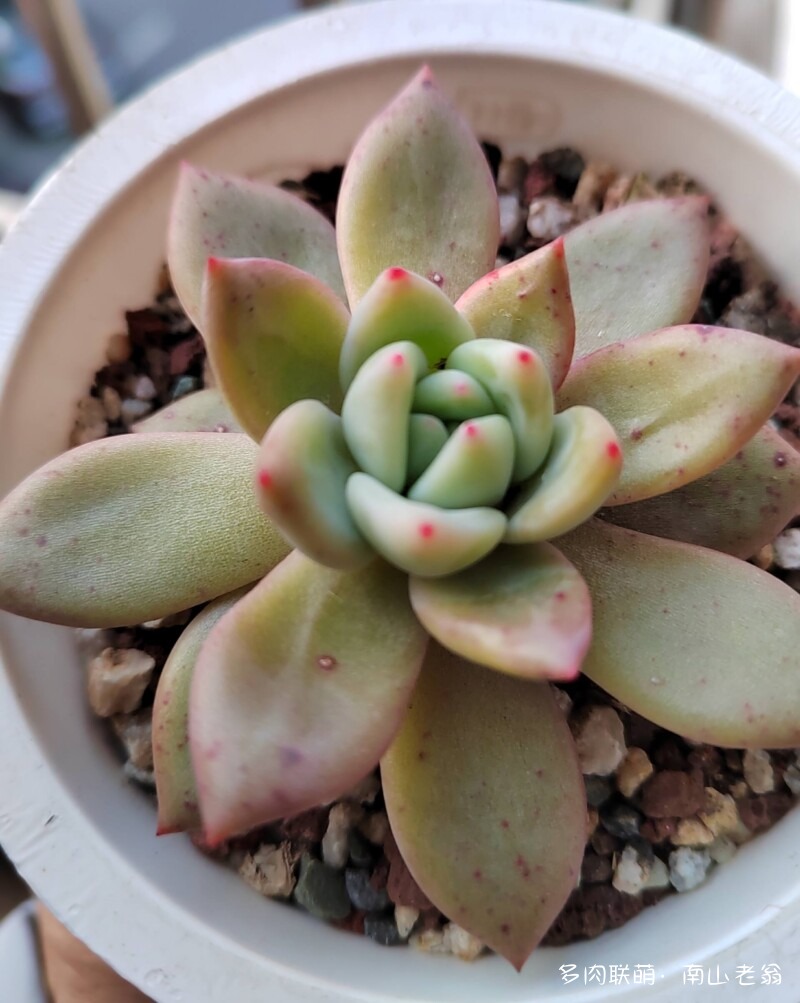 这个季节值得记录多肉的美