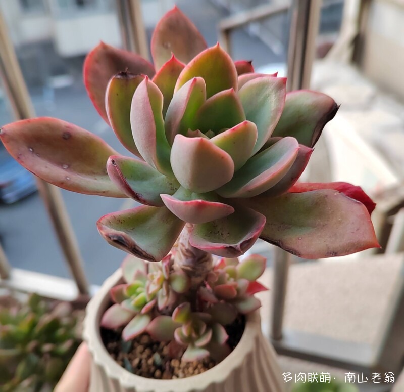 这个季节值得记录多肉的美