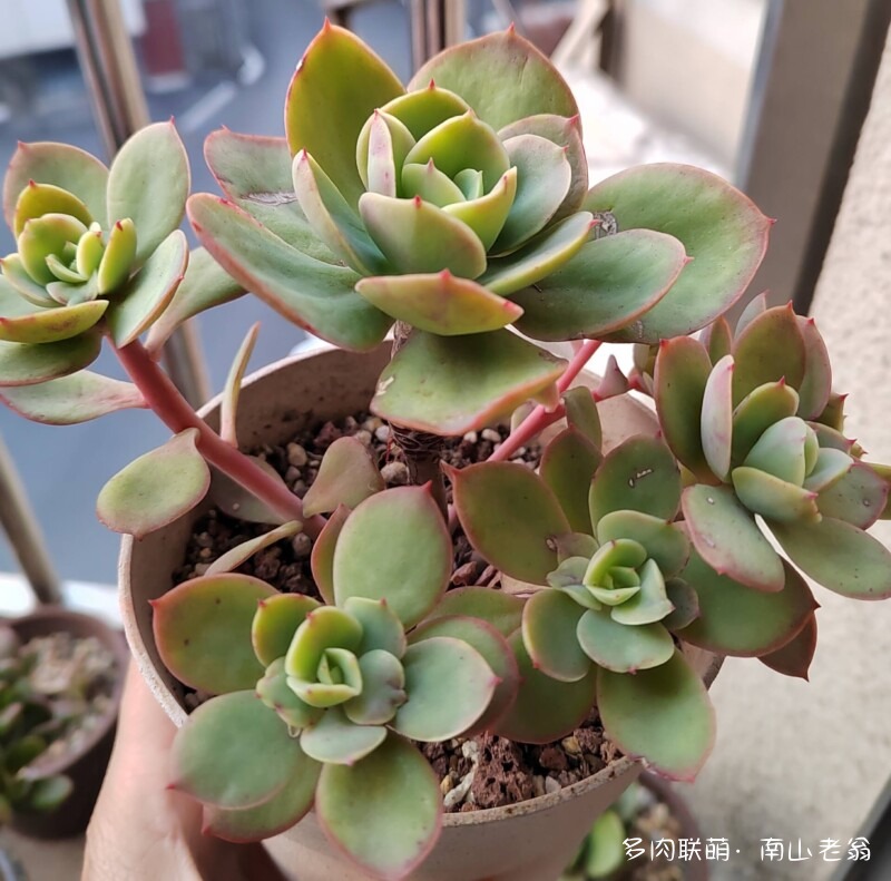 这个季节值得记录多肉的美