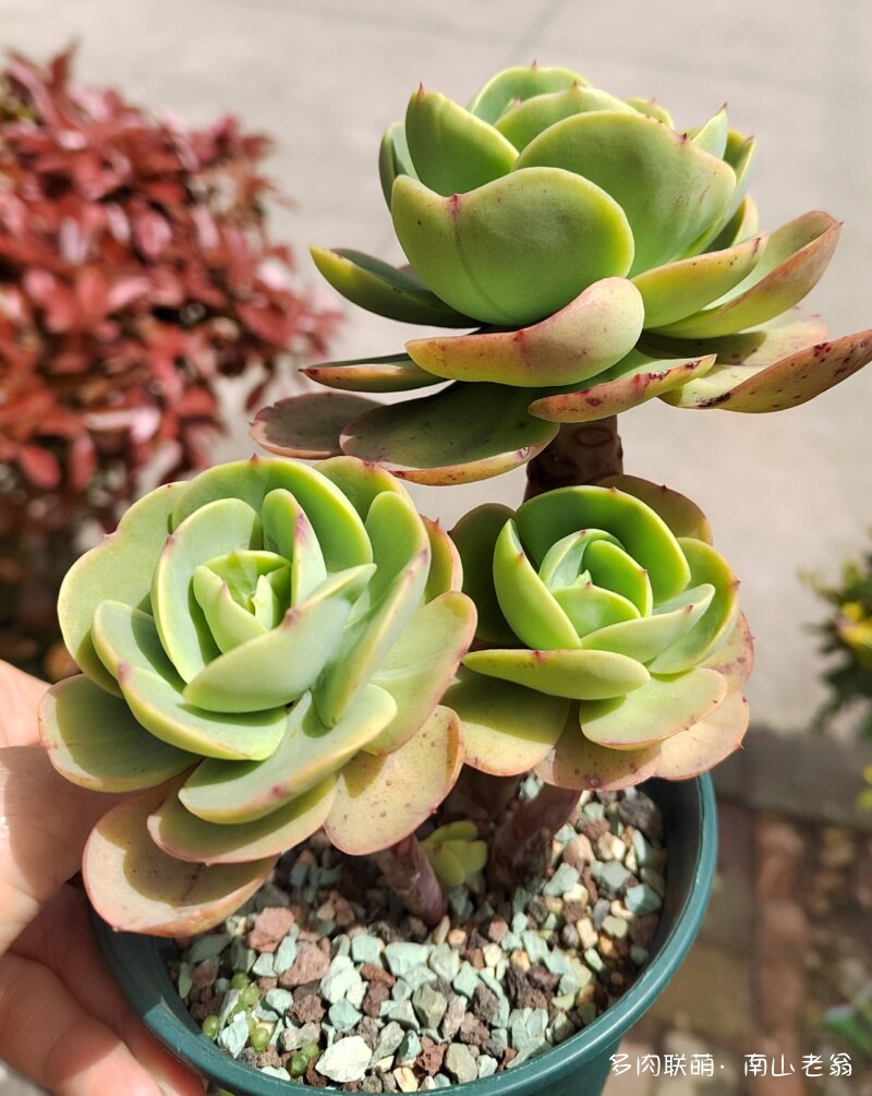 这个季节值得记录多肉的美