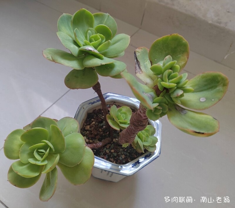 这个季节值得记录多肉的美